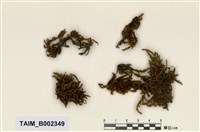 藏品(綠鋸苔)的圖片